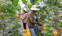 礼县吃瓜网红是谁啊,揭秘网络红人的魅力与影响力