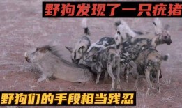 野狗们在线观看,在线观看，揭秘荒野生存法则