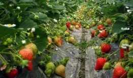 草莓种植爆料视频播放下载,视频播放下载，掌握种植技巧