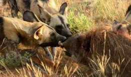 野狗们在线观看,在线观看，揭秘荒野生存法则