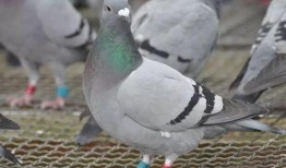 鸽子睡醒了爆料视频下载,萌态百出，网友直呼可爱爆表！