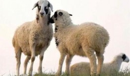 内蒙小羊羔爆料视频最新,揭秘草原牧民真实生活