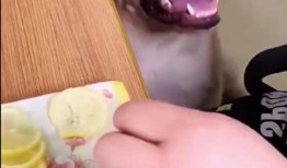 狗搞笑视频大全爆料,萌宠瞬间让你笑到肚子疼