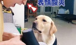 宠物博主爆料视频,宠物界的真实生活大曝光！