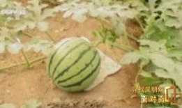 新疆网红吃瓜视频大全,趣味横生，笑料百出