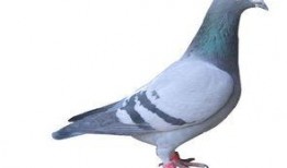 鸽子睡醒了爆料视频下载,萌态百出，网友直呼可爱爆表！