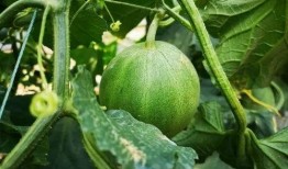 山西网红吃瓜事件,揭秘网络舆论的风暴与真相