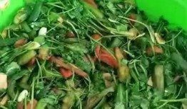 爆料咸菜视频大全,揭秘网络爆料的神秘世界