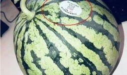 礼县吃瓜网红是谁啊,揭秘网络红人的魅力与影响力