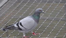 鸽子睡醒了爆料视频下载,萌态百出，网友直呼可爱爆表！