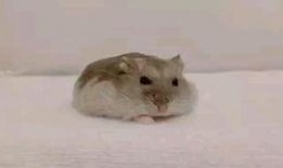 狗搞笑视频大全爆料,萌宠瞬间让你笑到肚子疼