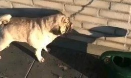 狗搞笑视频大全爆料,萌宠瞬间让你笑到肚子疼