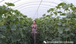 采摘园免费吃瓜活动,尽享采摘园免费吃瓜盛宴”