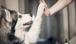 武汉宠物爆料事件视频播放,真相与争议交织