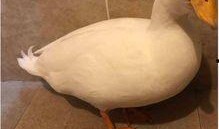 爆料鸭子吃药视频,鸭子吃药背后的真相，视频曝光引热议