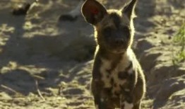 野狗们在线观看,在线观看，揭秘荒野生存法则