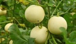 甜瓜游乐场最新爆料汽车,全新概念汽车震撼亮相