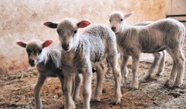 内蒙小羊羔爆料视频最新,揭秘草原牧民真实生活