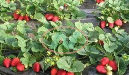 草莓种植爆料视频播放下载,视频播放下载，掌握种植技巧