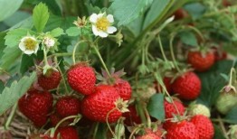 草莓种植爆料视频播放下载,视频播放下载，掌握种植技巧