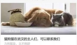 武汉宠物爆料事件视频播放,真相与争议交织