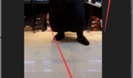 吃瓜视频爆料背景音乐,揭秘吃瓜视频背景音乐背后的故事