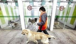 武汉宠物爆料事件视频播放,真相与争议交织