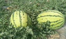 山西网红吃瓜事件,揭秘网络舆论的风暴与真相